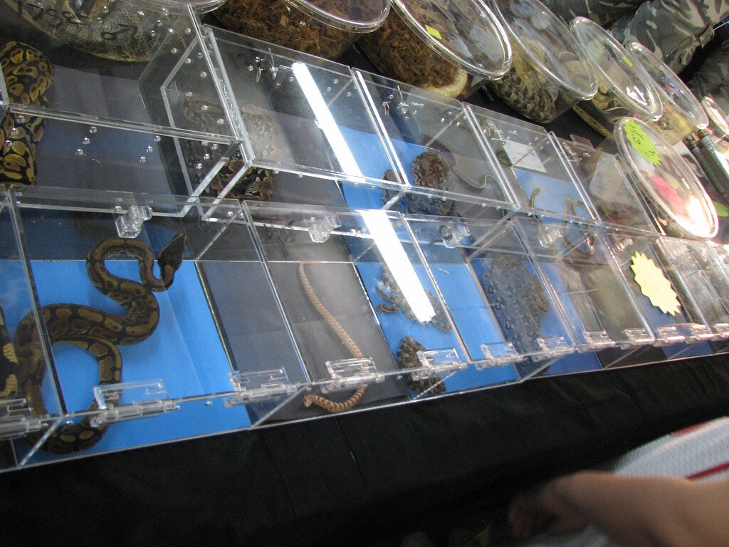 Animal Welfare Concerns During Capture and Transport