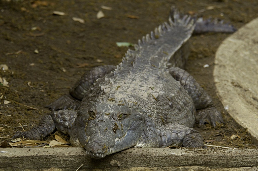 6. Orinoco Crocodile (Crocodylus intermedius)