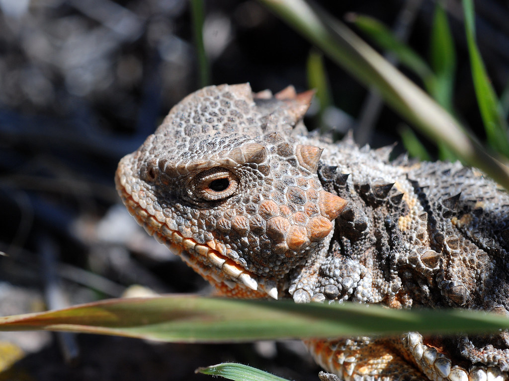 Portrait of a Short-Horned Lizard