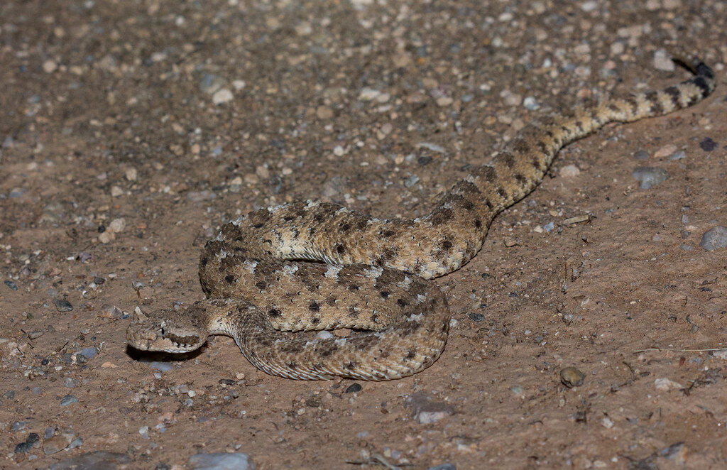Sidewinder (Crotalus cerastes)
