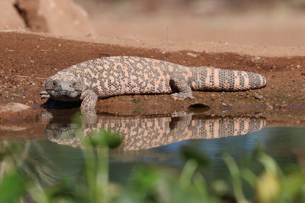 Dietary Adaptations Across Environments