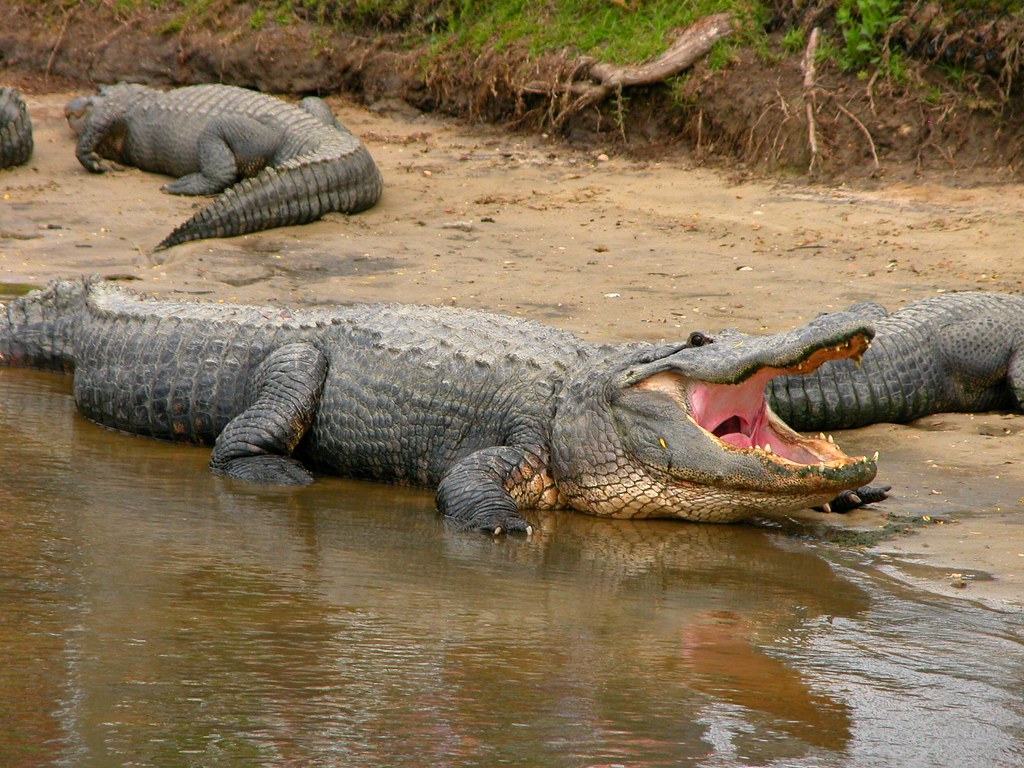 Male Territorial Aggression