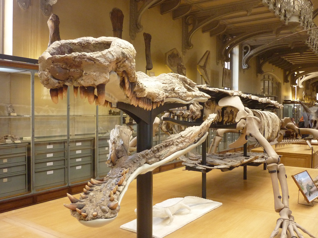 An ancient crocodile