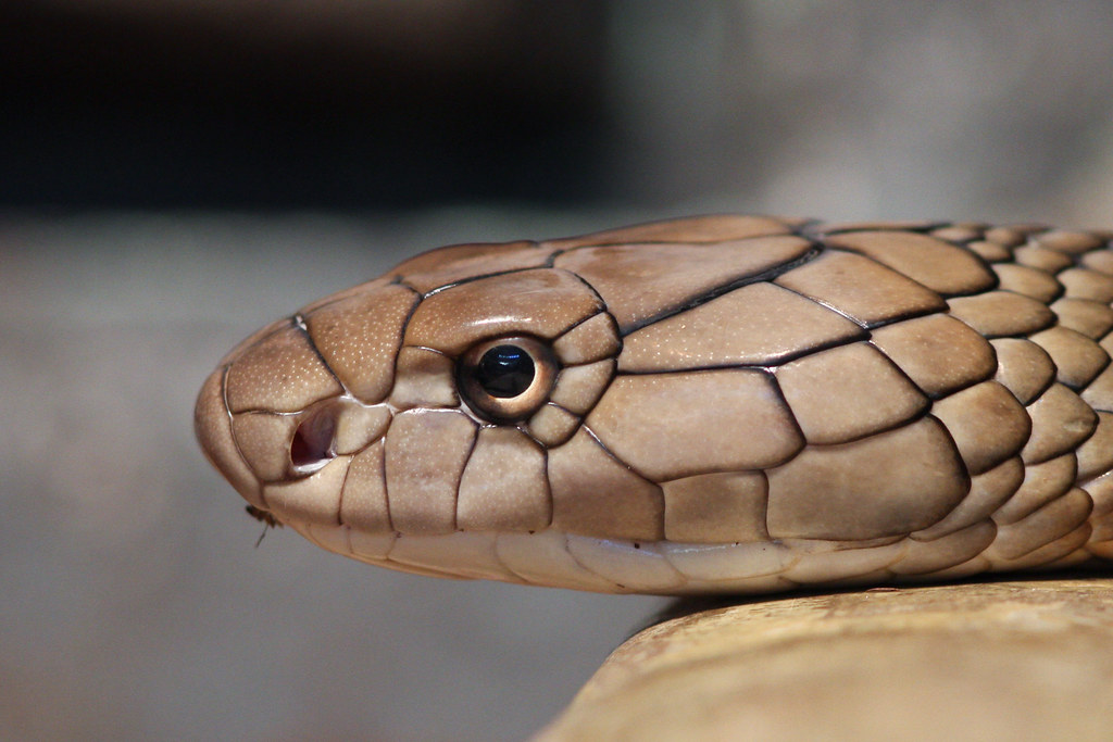 King Cobra Head