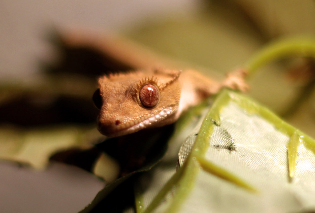 Crested Gecko