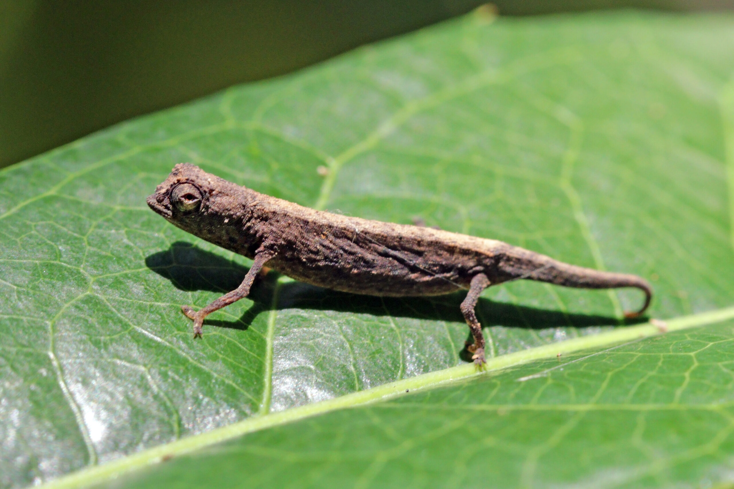 The Indomitable Pygmy Leaf Chameleon