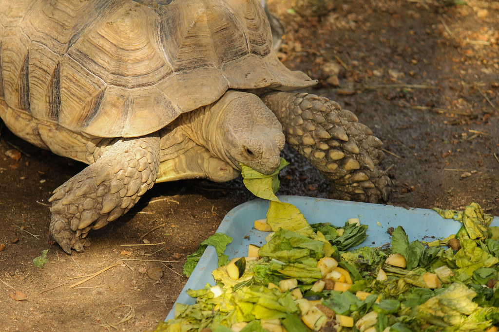 Factors Affecting Tortoise Longevity in Captivity