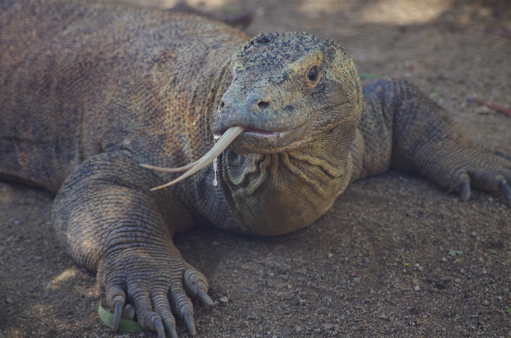 KOMODO DRAGON