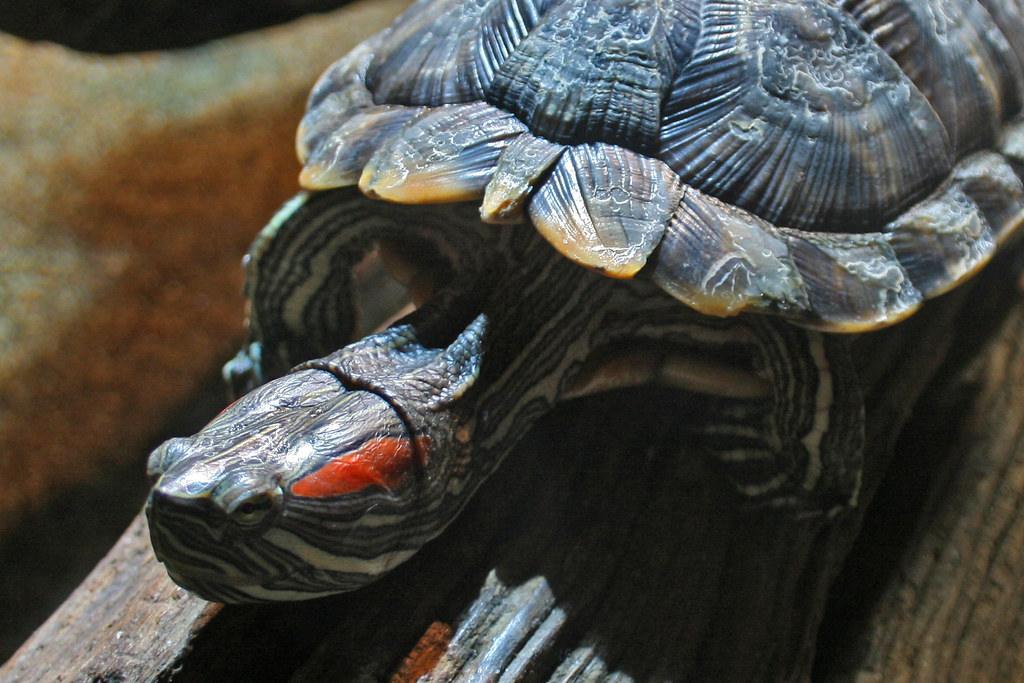 Red-eared Slider Turtle (trachemys scripta elegans)