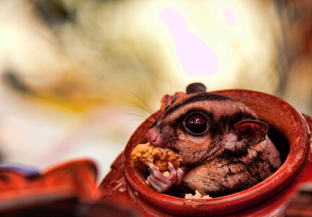 Sugar Glider in a jar