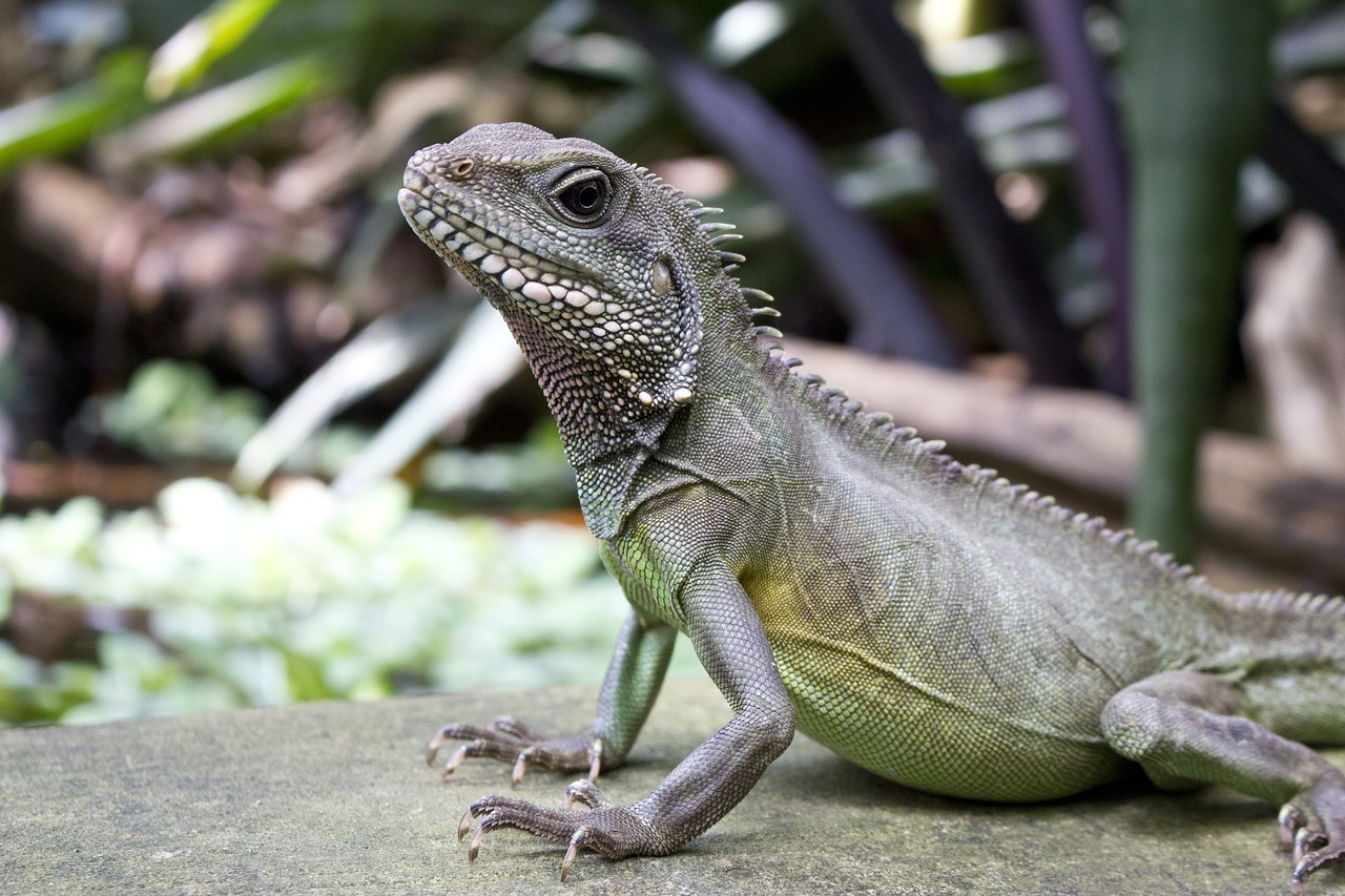 chinese water dragon, reptile, animal, asian water dragon, thai water dragon, green water dragon, physignathus cocincinus, wildlife, fauna, wilderness, nature, closeup