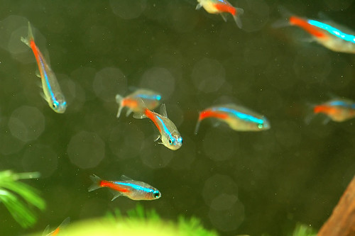 Common Health Issues in Neon Tetras