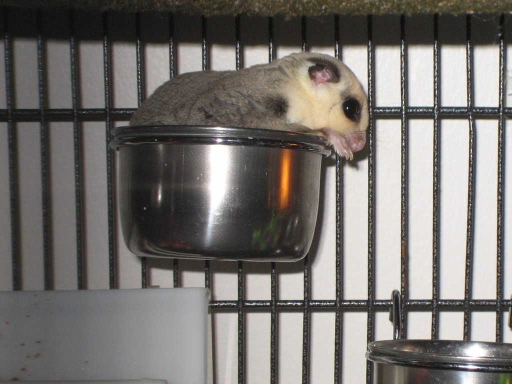 Sugar Glider on a food bowl