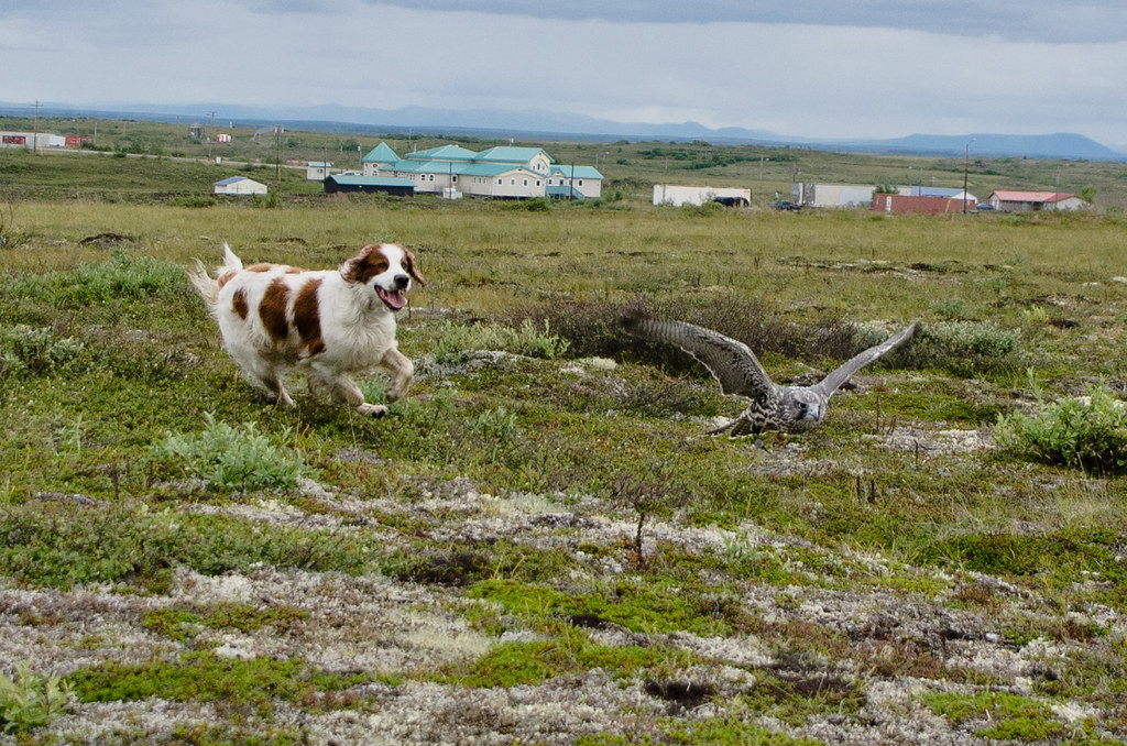 Responsible Dog Walking Practices