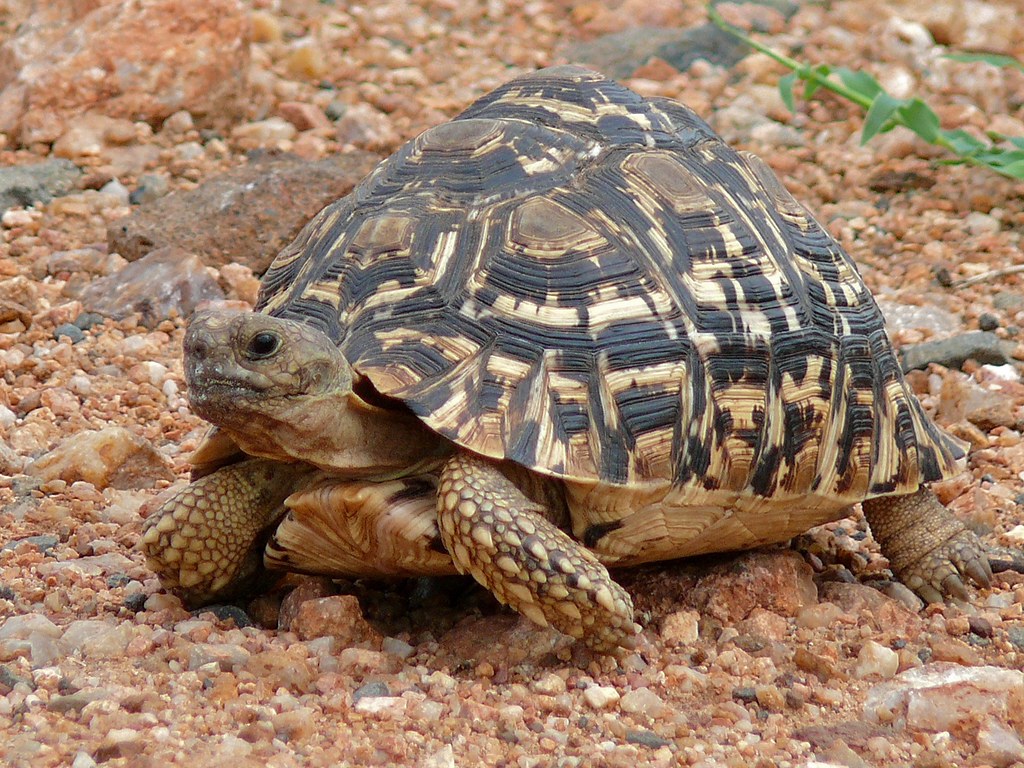 Leopard Tortoise (Stigmochelys pardalis)