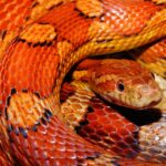 Corn Snake Color Diversity