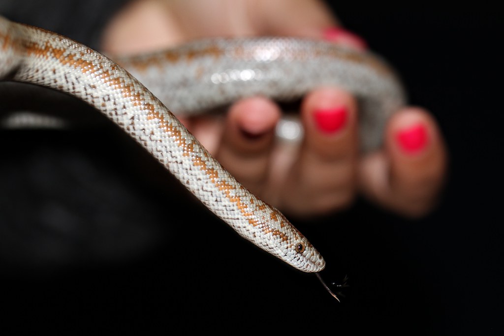 Coastal Rosy Boa, Lichanura orcutti