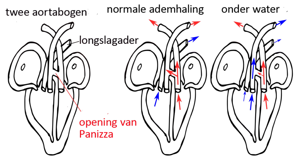 Foramen of Panizza-nl01