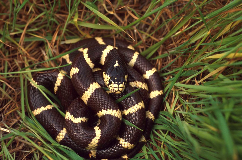 King Snake