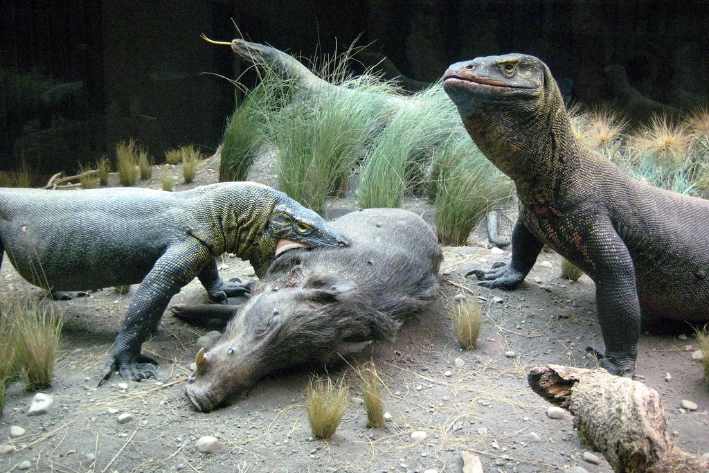Komodo dragon eating