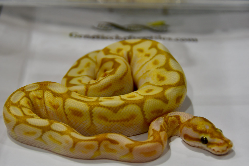 Banana Lesser Spider Ball Python