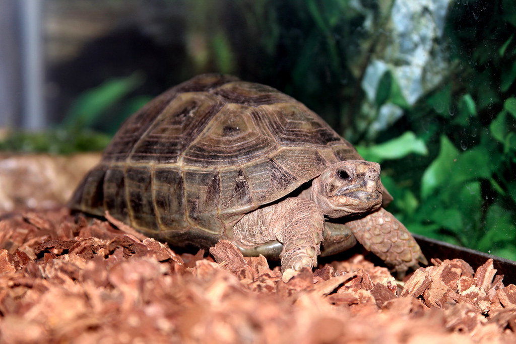 Greek Tortoise (Testudo graeca)