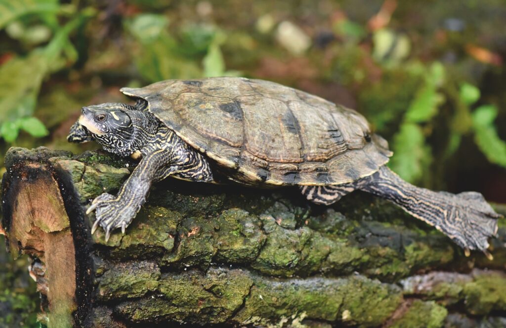 turtle, tortoise, reptile, trunk, tortoise shell, animal, water turtle, water, pond, log, sunbathing, armored, nature, turtle, turtle, turtle, turtle, turtle, tortoise, tortoise