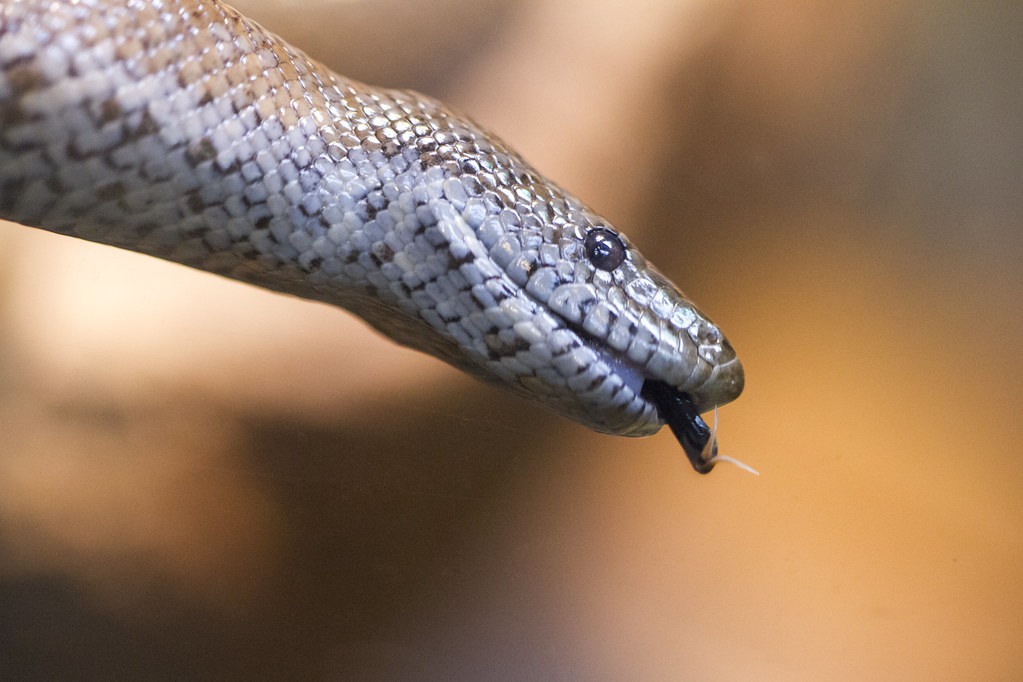 Coastal Rosy Boa