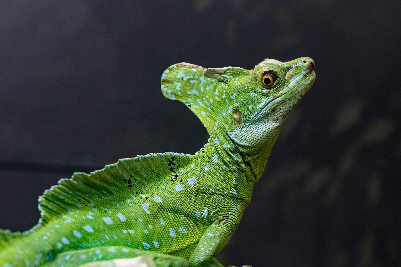 basilisk, lizard, animal, reptile, wildlife, exotic, zoo, terrarium, jungle, wilderness, nature, closeup, basilisk, lizard, lizard, lizard, lizard, lizard, jungle, jungle