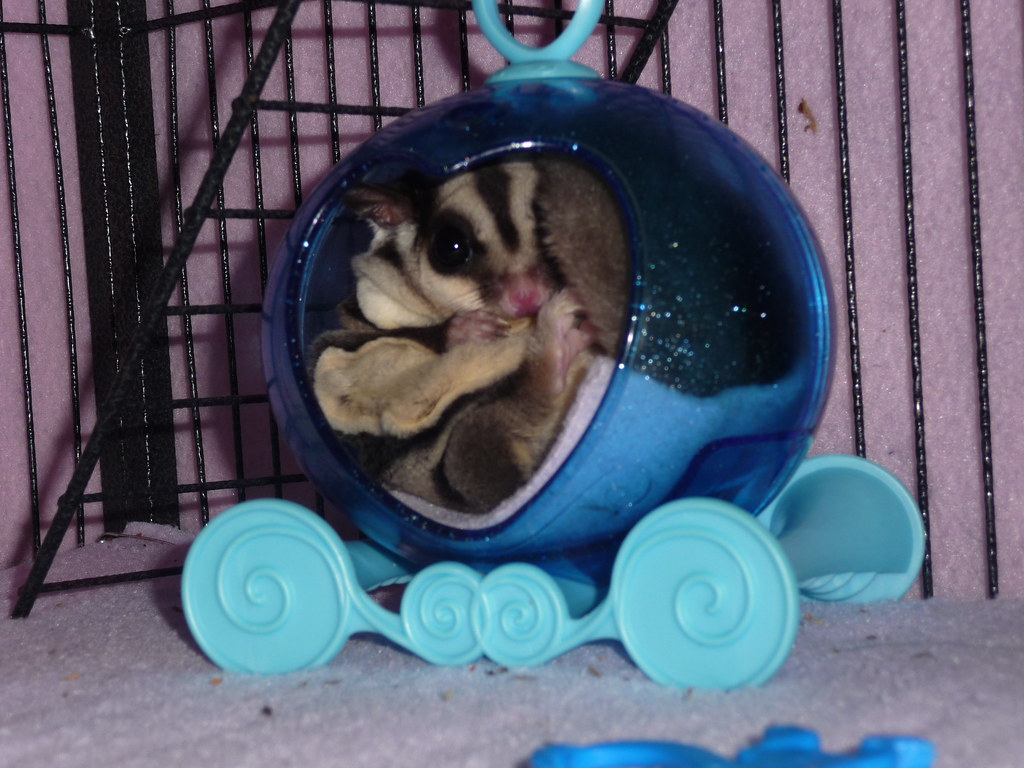 Sugar Glider in its hide