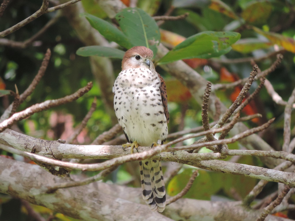 Mauritius Kestrel: From 4 Birds to Conservation Icon
