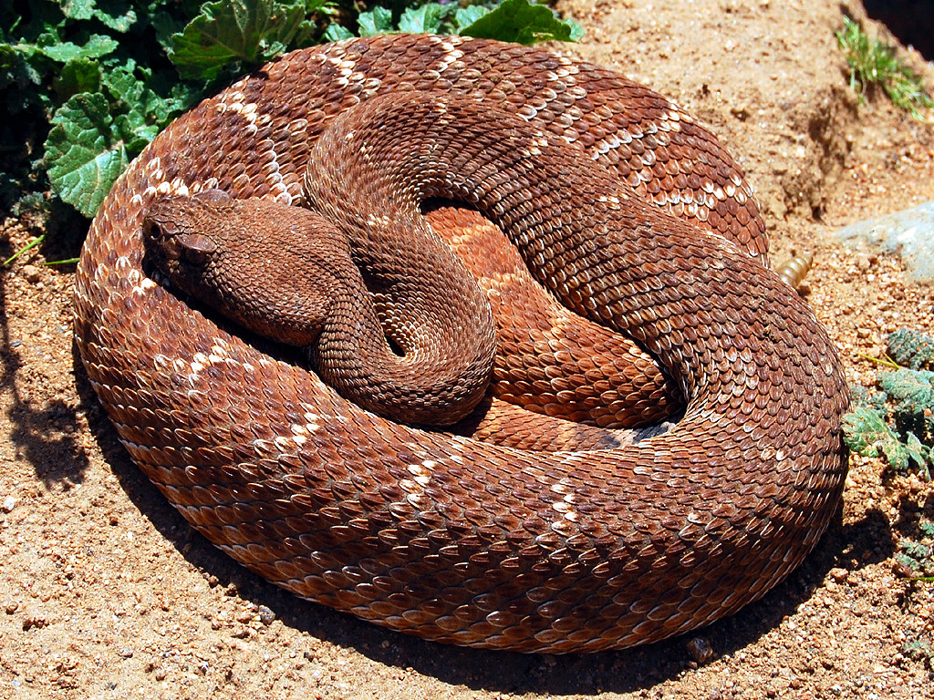 Key Physical Characteristics of Rattlesnakes
