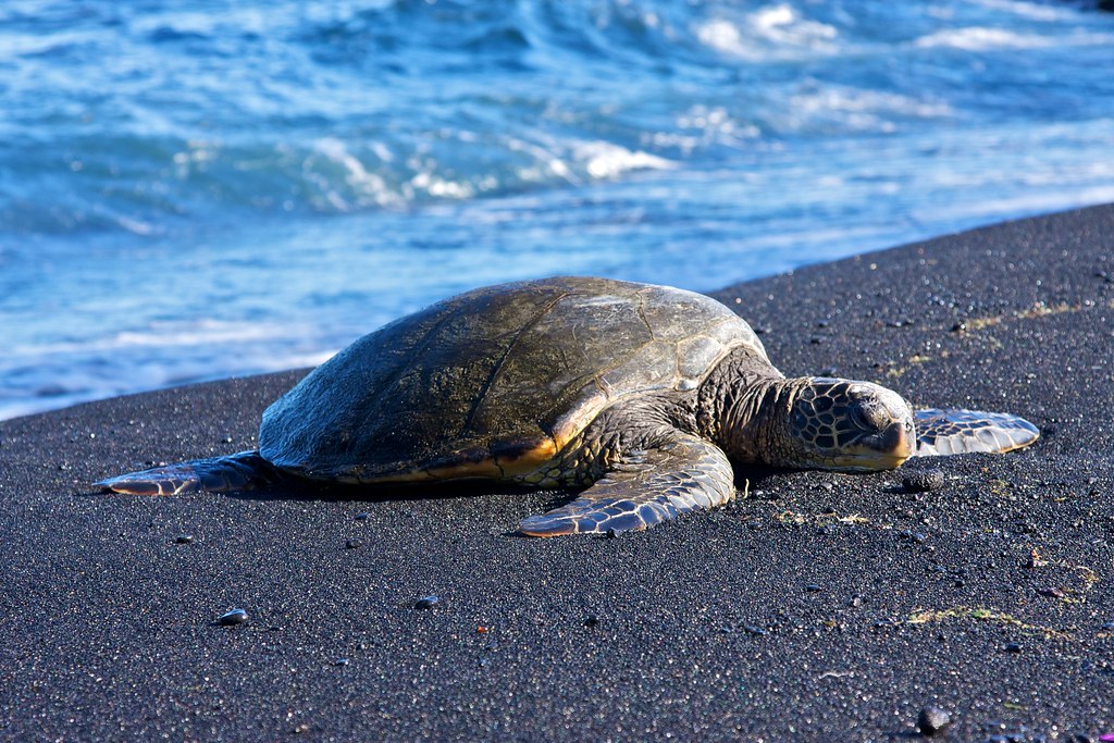 Conservation Efforts Are Making a Difference