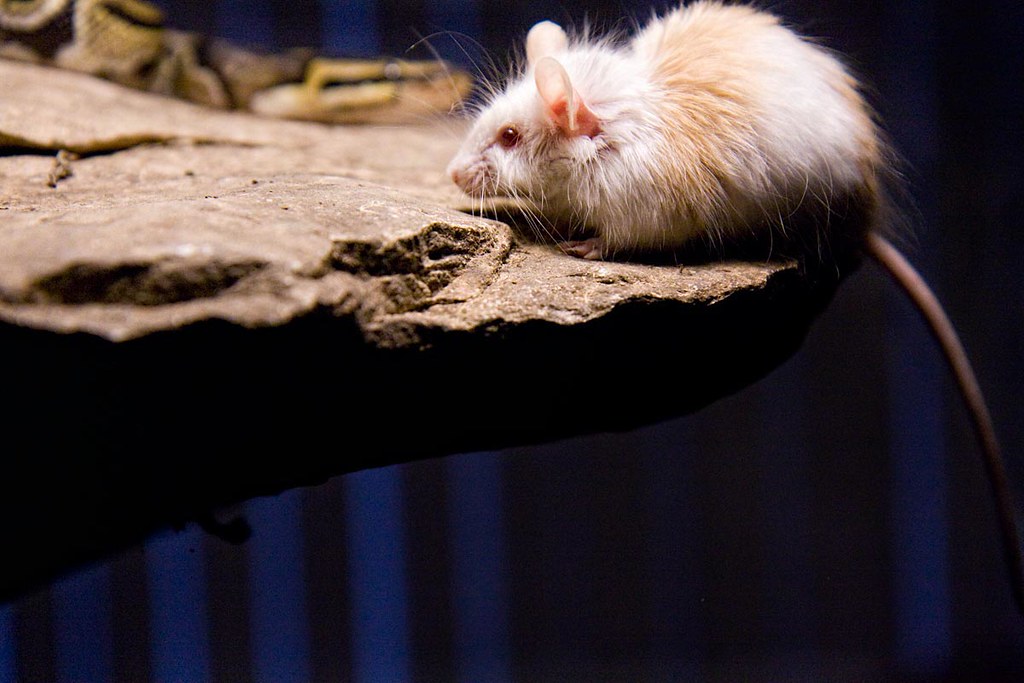 Opportunistic Feeding Strategies