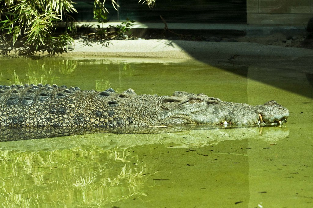 Conservation Implications of Crocodilian Intelligence