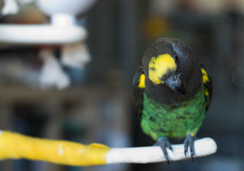 Petey the Meyer's Parrot