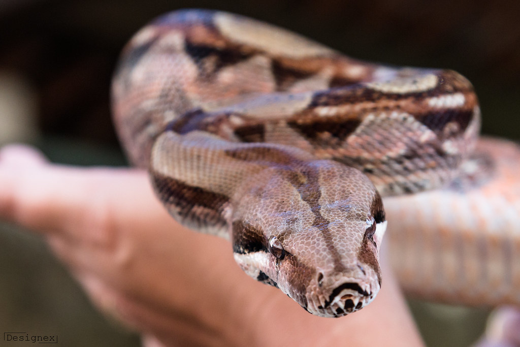boa constrictor