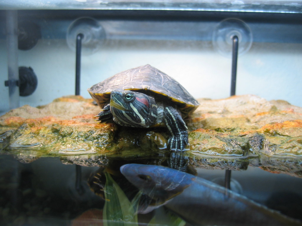 Environmental Factors Affecting Basking Behavior