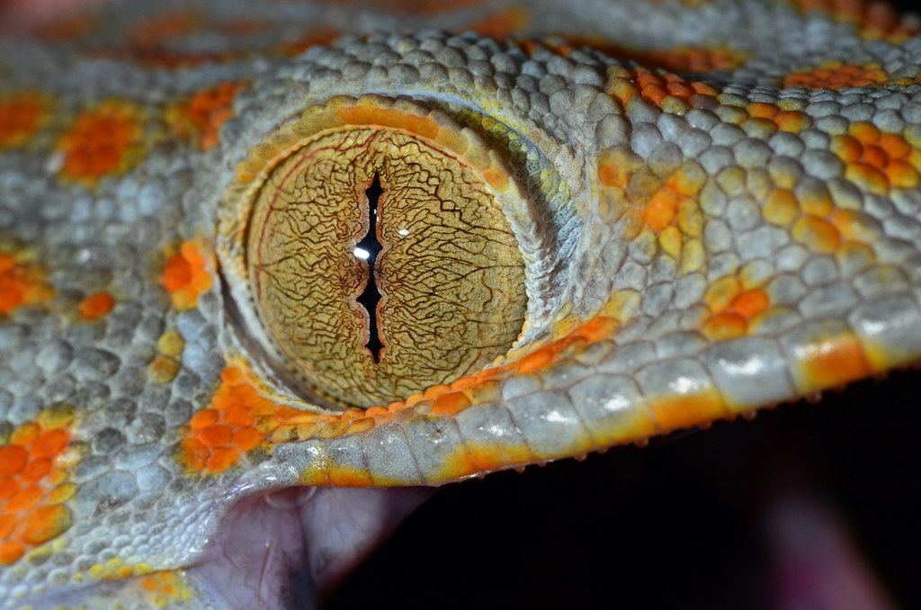 Tokay Gecko, Gekko gecko (Linnaeus, 1758)