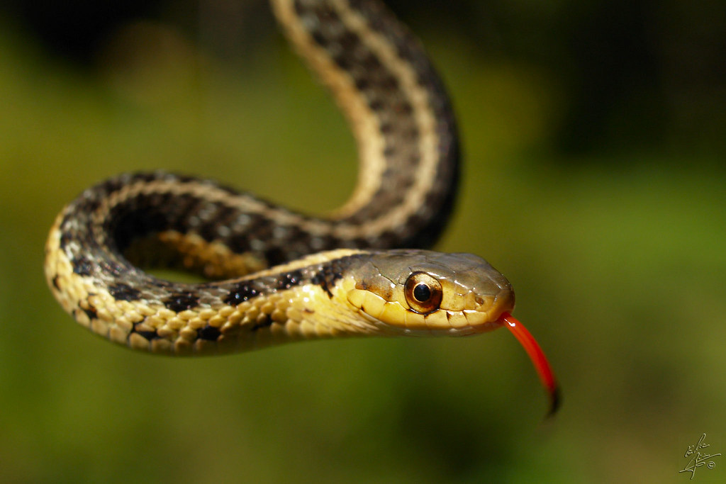 Garter Snake / Couleuvre rayée