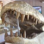 the largest predator that ever lived