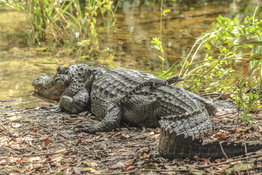 Female Alligators Are Devoted Mothers