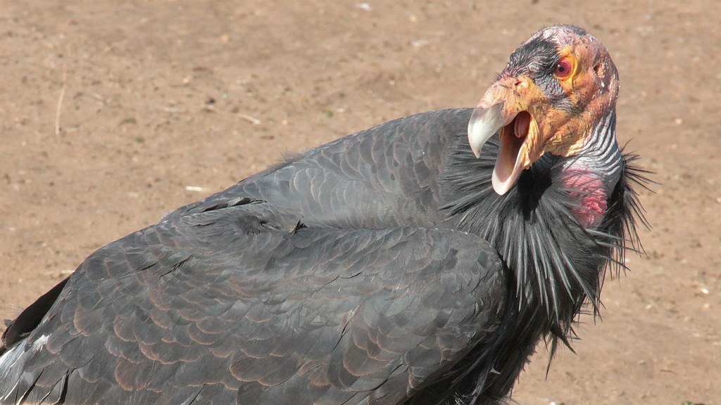 California Condor: Saved from the Brink