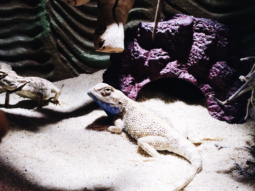 Reptiles in a sandy glass enclosure