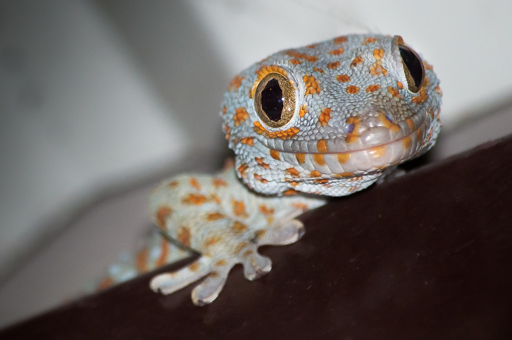 Tokay gecko (Gekko gecko)