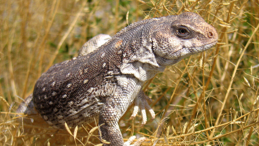 Desert iguana (Dipsosaurus dorsalis)
