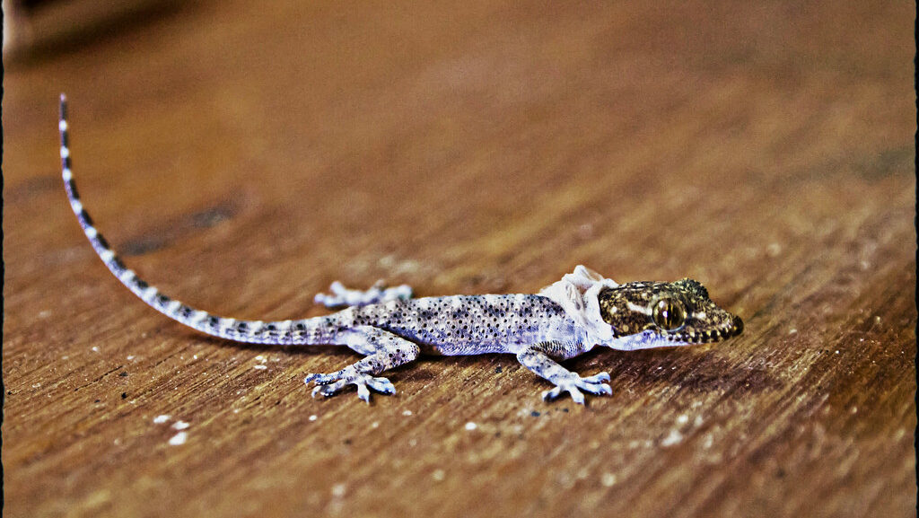A tiny lizard shed's its old skin.