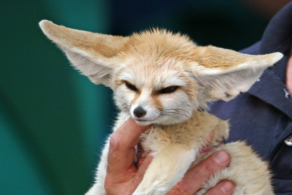 The Domestication Spectrum and Ethical Considerations