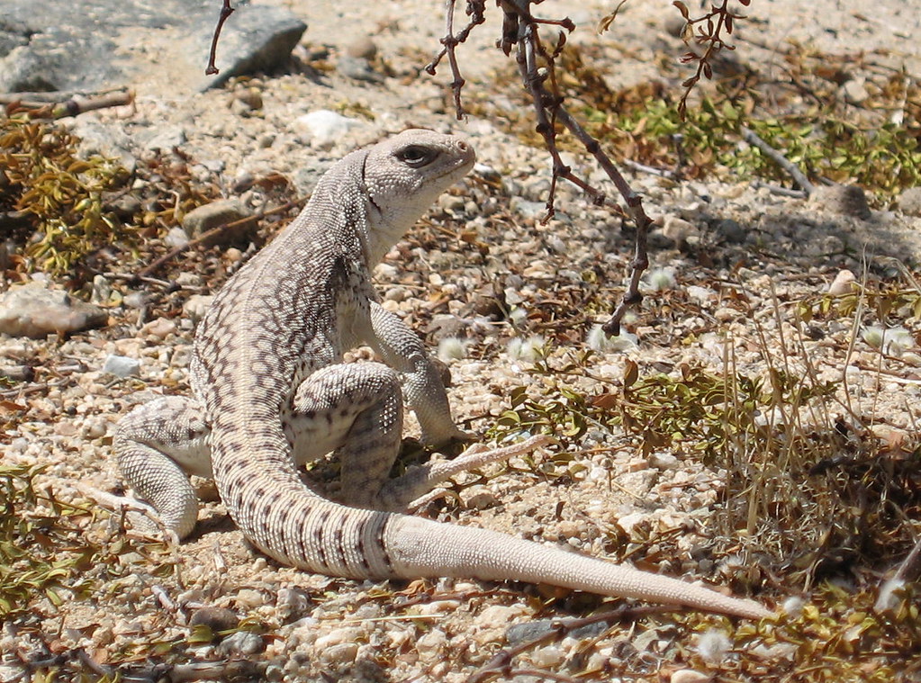 Desert iguana (Dipsosaurus dorsalis) at Cholla Cactus Garden