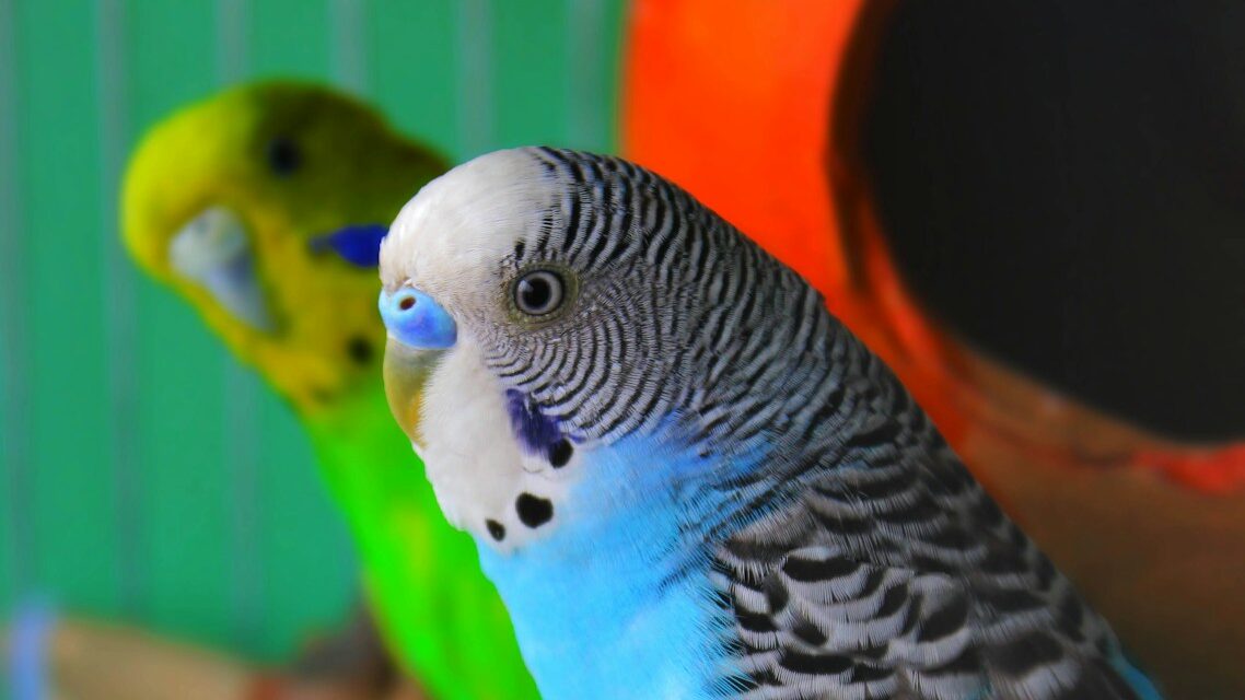 white yellow and blue bird